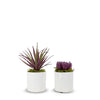 T&C Floral Company Home Decor Option 3 Pair of Succulents in Small White Pots