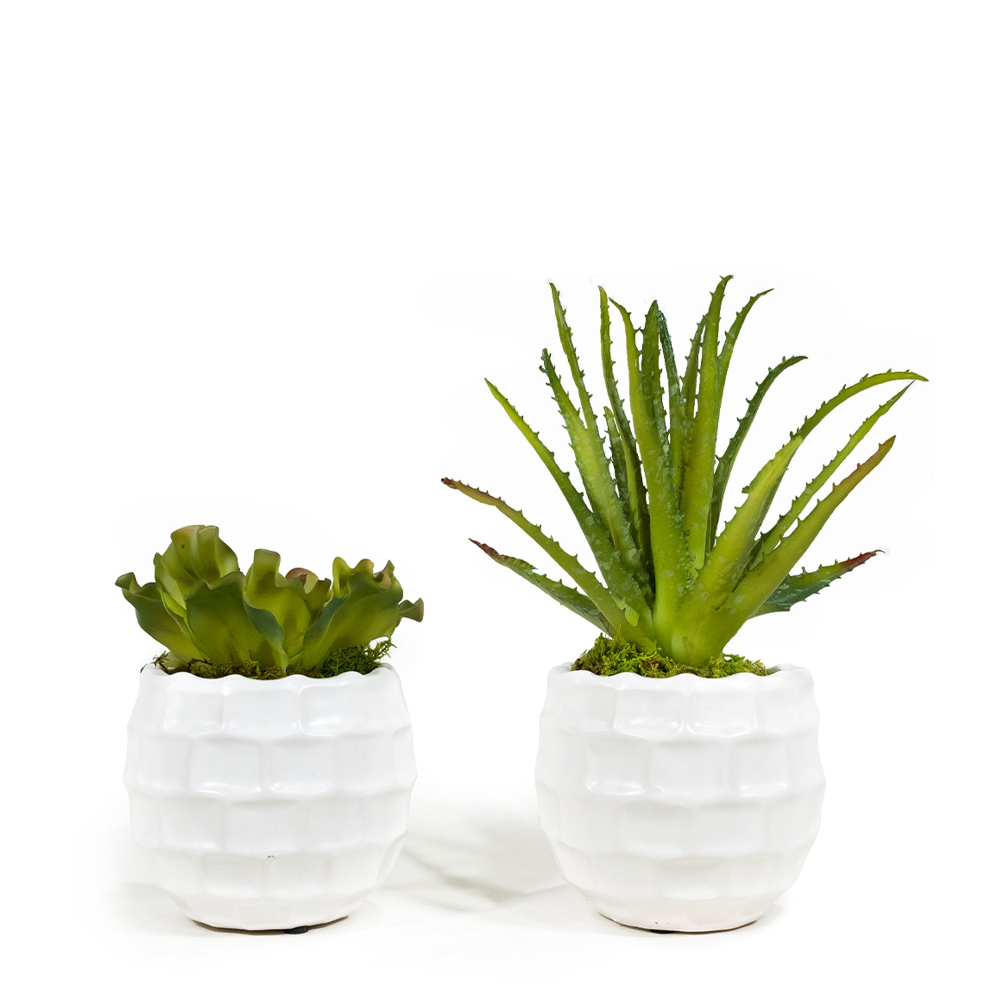 T&C Floral Company Home Decor Classic Duo Pair of Succulents in Textured Containers
