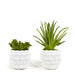 T&C Floral Company Home Decor Classic Duo Pair of Succulents in Textured Containers