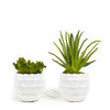 T&C Floral Company Home Decor Classic Duo Pair of Succulents in Textured Containers