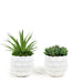 T&C Floral Company Home Decor Green Duo Pair of Succulents in Textured Containers