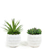T&C Floral Company Home Decor Green Duo Pair of Succulents in Textured Containers