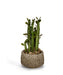 T&C Floral Company Home Decor Pencil Cactus in Clay Container