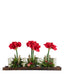 T&C Floral Company Home Decor Red Amaryllis in Wood Tray with Candles White