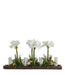 T&C Floral Company Home Decor Red Amaryllis in Wood Tray with Candles White