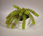 T&C Floral Company Home Decor Sedum Pick Succulent in White Faux Marble Pod