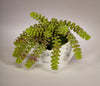 T&C Floral Company Home Decor Sedum Pick Succulent in White Faux Marble Pod