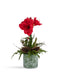 T&C Floral Company Home Decor Single Amaryllis in Green Oriental Container Red