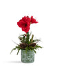 T&C Floral Company Home Decor Single Amaryllis in Green Oriental Container Red