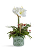 T&C Floral Company Home Decor Single Amaryllis in Green Oriental Container White