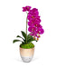 T&C Floral Company Home Decor Fuchsia Single Orchid in Champagne Vase