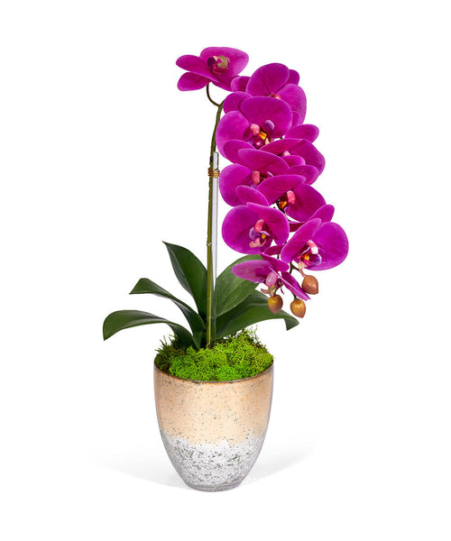 T&C Floral Company Home Decor Fuchsia Single Orchid in Champagne Vase