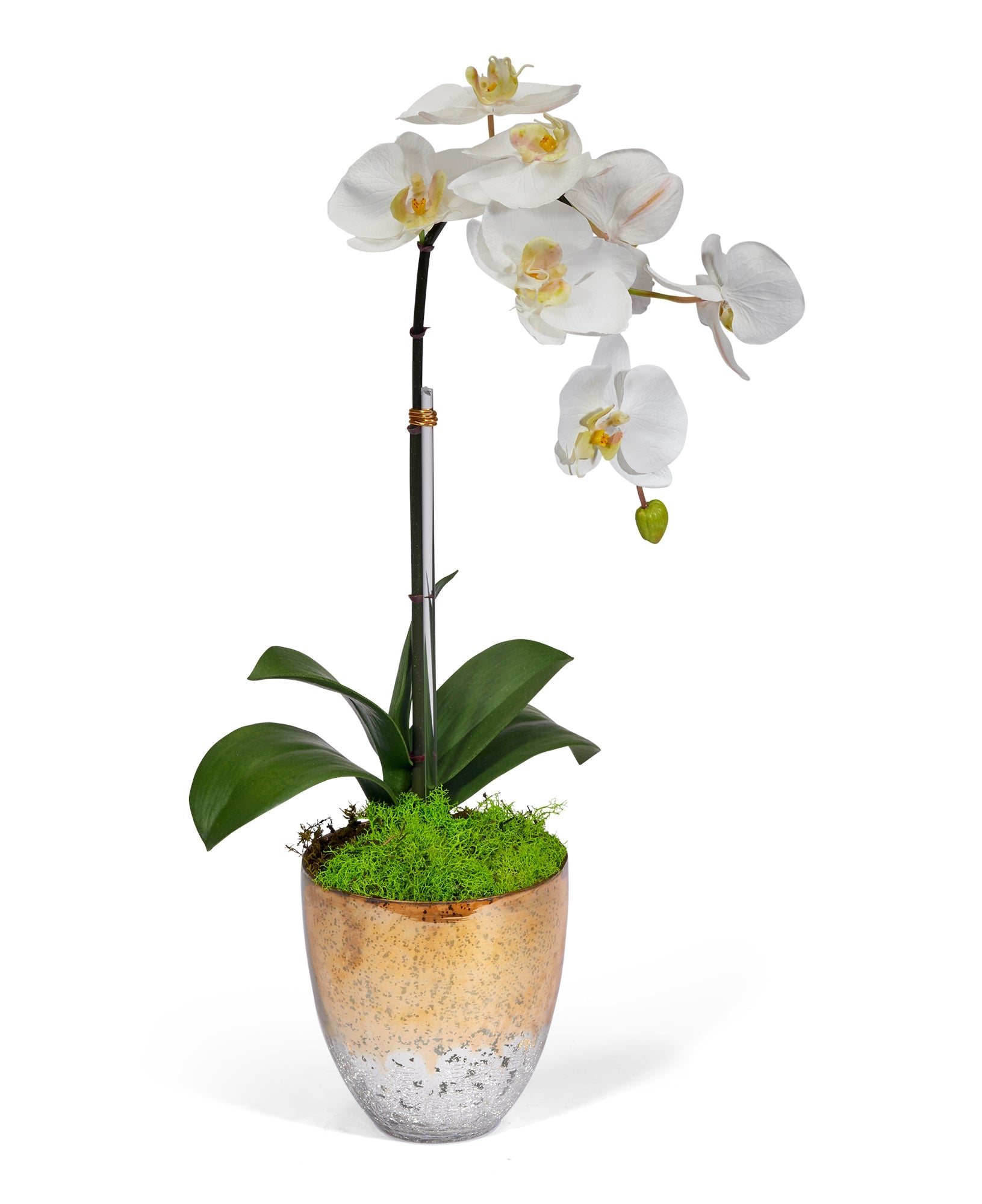 T&C Floral Company Home Decor White Single Orchid in Champagne Vase