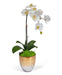 T&C Floral Company Home Decor White Single Orchid in Champagne Vase