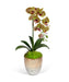 T&C Floral Company Home Decor Green Single Orchid in Champagne Vase