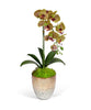 T&C Floral Company Home Decor Green Single Orchid in Champagne Vase