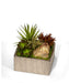 T&C Floral Company Home Decor Succulents in Silver Square Container