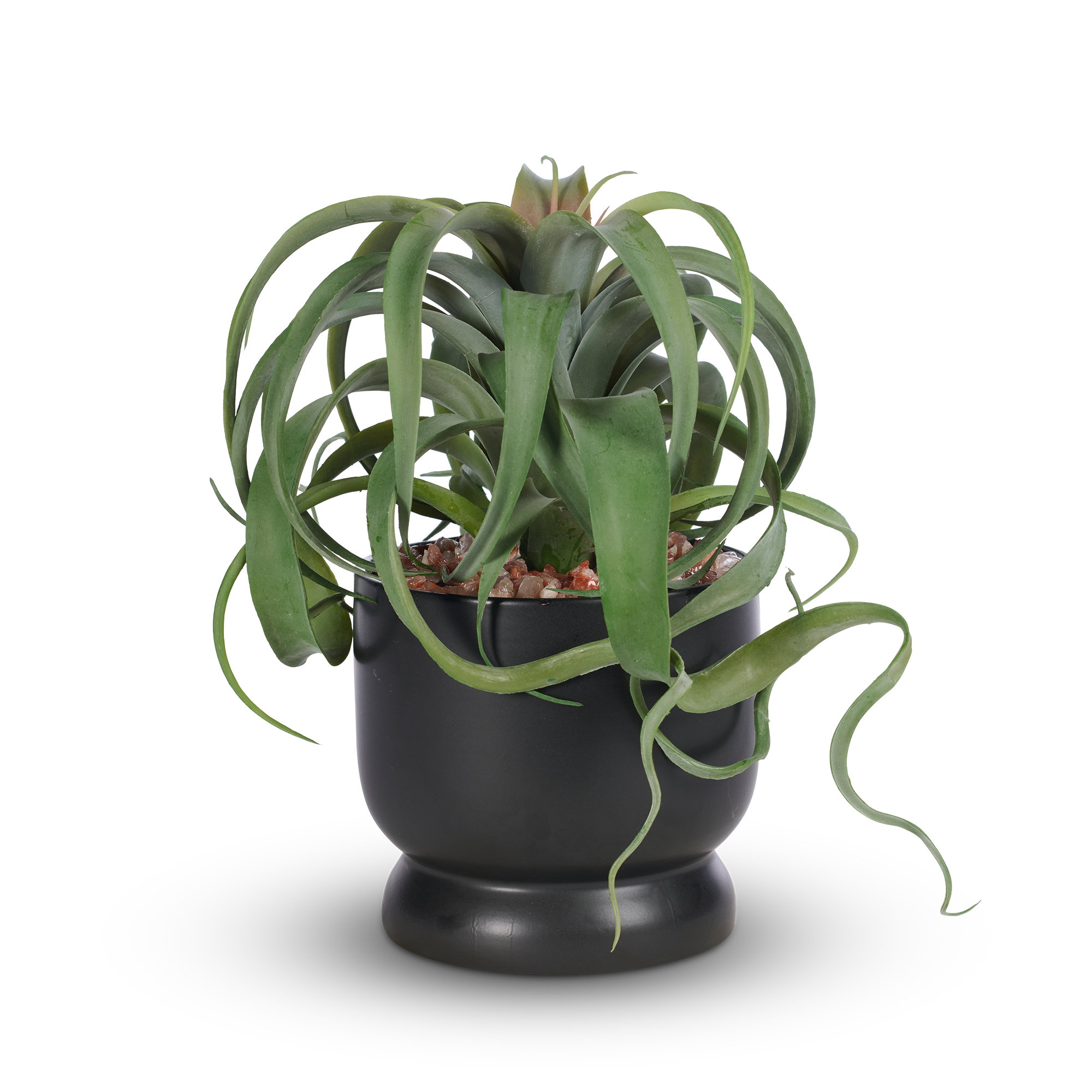 T&C Floral Company Home Decor Tillandsia in Sleek Black Ceramic Container with Red Calcite