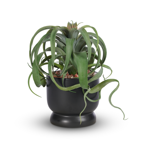 T&C Floral Company Home Decor Tillandsia in Sleek Black Ceramic Container with Red Calcite