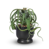 T&C Floral Company Home Decor Tillandsia in Sleek Black Ceramic Container with Red Calcite