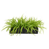 T&C Floral Company Home Decor Tree Grass in Large Rectangle Box