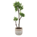 Uttermost Uttermost Arbor Strawberry Tree