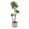 Uttermost Uttermost Arbor Strawberry Tree