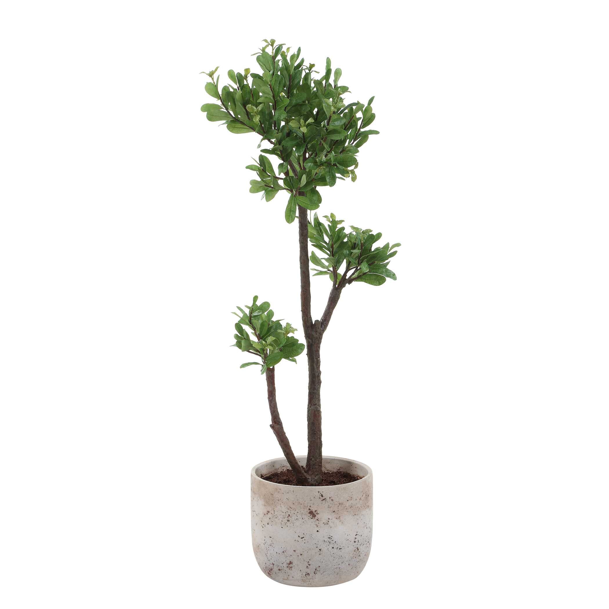 Uttermost Uttermost Arbor Strawberry Tree
