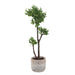 Uttermost Uttermost Arbor Strawberry Tree