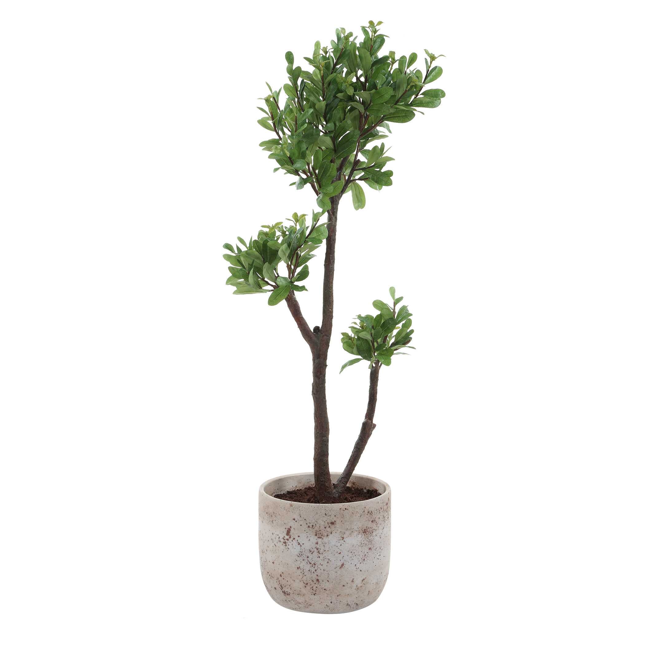Uttermost Uttermost Arbor Strawberry Tree