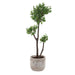 Uttermost Uttermost Arbor Strawberry Tree