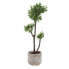 Uttermost Uttermost Arbor Strawberry Tree