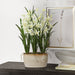 Uttermost Home Decor Uttermost Ariana Orchid Planter