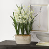 Uttermost Home Decor Uttermost Ariana Orchid Planter