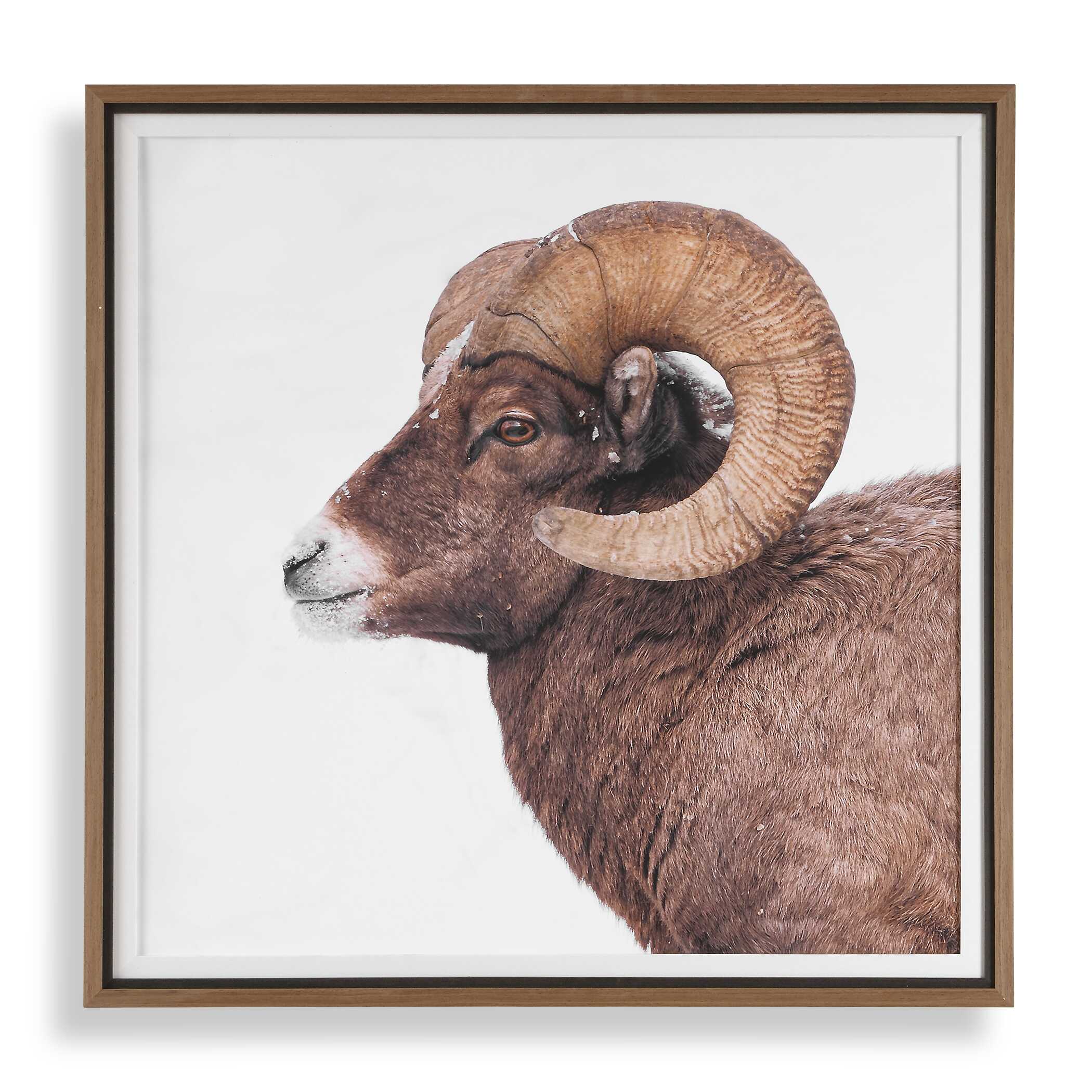 Uttermost Home Decor Uttermost Big Horn Sheep Framed Print