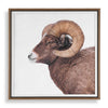 Uttermost Home Decor Uttermost Big Horn Sheep Framed Print