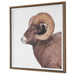 Uttermost Home Decor Uttermost Big Horn Sheep Framed Print