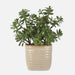 Uttermost Home Decor Uttermost Crassula Jade Accent Plant