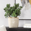 Uttermost Home Decor Uttermost Crassula Jade Accent Plant