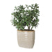 Uttermost Home Decor Uttermost Crassula Jade Accent Plant