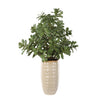 Uttermost Home Decor Uttermost Crassula Jade Accent Plant