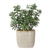 Uttermost Home Decor Uttermost Crassula Jade Accent Plant