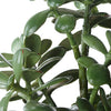 Uttermost Home Decor Uttermost Crassula Jade Accent Plant