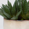 Uttermost Home Uttermost Doha Succulent Accent
