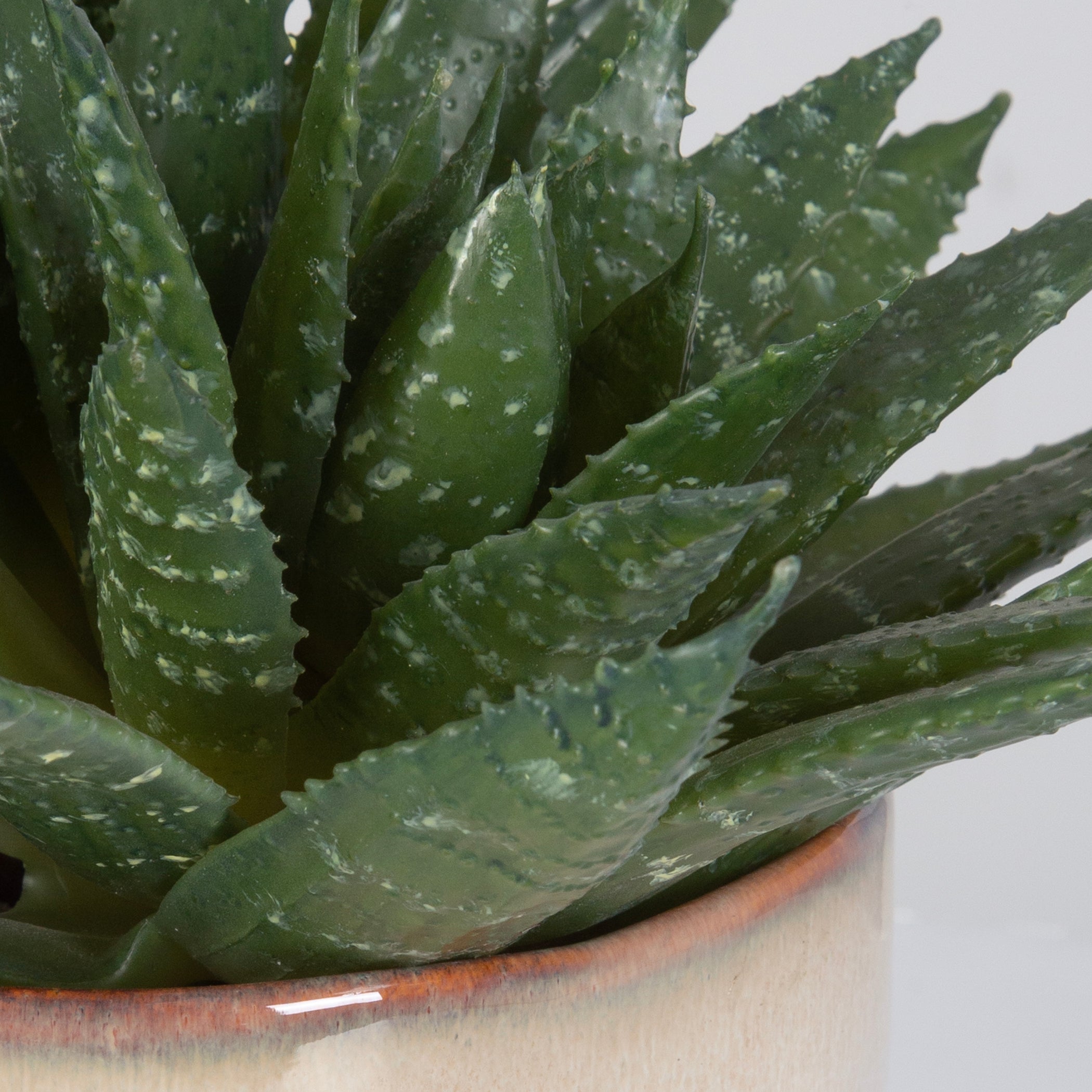 Uttermost Home Uttermost Doha Succulent Accent
