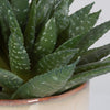 Uttermost Home Uttermost Doha Succulent Accent