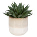 Uttermost Home Uttermost Doha Succulent Accent