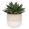 Uttermost Home Uttermost Doha Succulent Accent