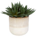 Uttermost Home Uttermost Doha Succulent Accent