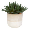 Uttermost Home Uttermost Doha Succulent Accent